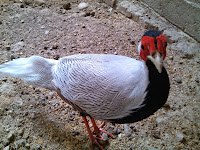 Indukan Silver Pheasant Indukan Silver Pheasant