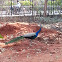 Indian peacock