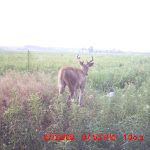 nichols deer 040.JPG