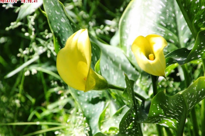 2014_0707_102041 2014_0707_102041