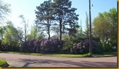 lilacs2 lilacs2