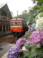 箱根登山列車とあじさい