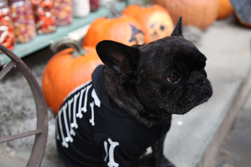 You do look great, Sharkey!  Put some of that moss around all of those candy jars, too!  We need to really dress things up for the Halloween guests who are coming to brave Martha's Haunted House.