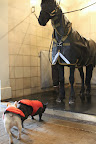 Showers for Horses