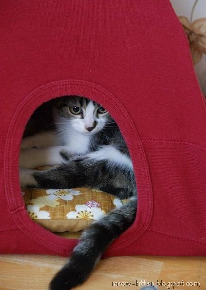 DIY cat tent with old t shirt 5 DIY cat tent with old t shirt 5
