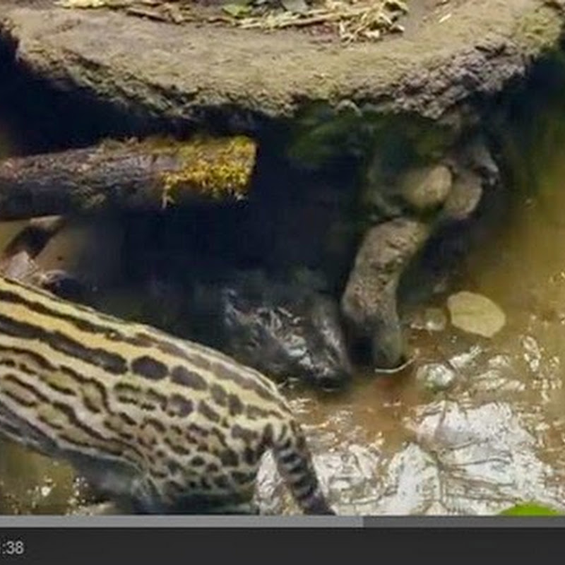 Ocelot γατάκι μαθαίνει να ψαρεύει