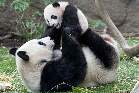 [animals-mini-me-4%255B2%255D.jpg]
