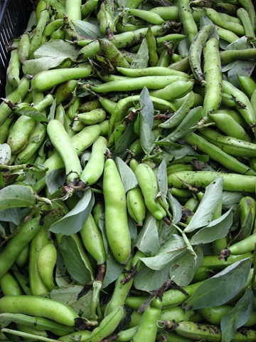 [fava%2520beans%255B4%255D.jpg]
