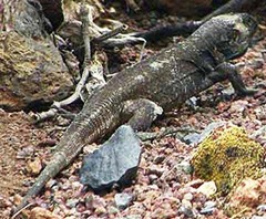 La Palma Giant Lizard