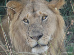 Masai Mara