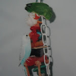 Old Budgie Pics 032.JPG