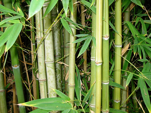 [Decoraci%25C3%25B3n%2520de%2520Jardines%2520con%2520Ca%25C3%25B1as%255B3%255D.png]