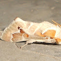 moth
