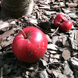 rote Äpfel aepfel02 ausschnitt rote Äpfel