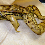 dissect04.jpg