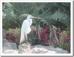 Florida vacation Epcot white egret