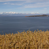 Grains growing in the Incan terraces