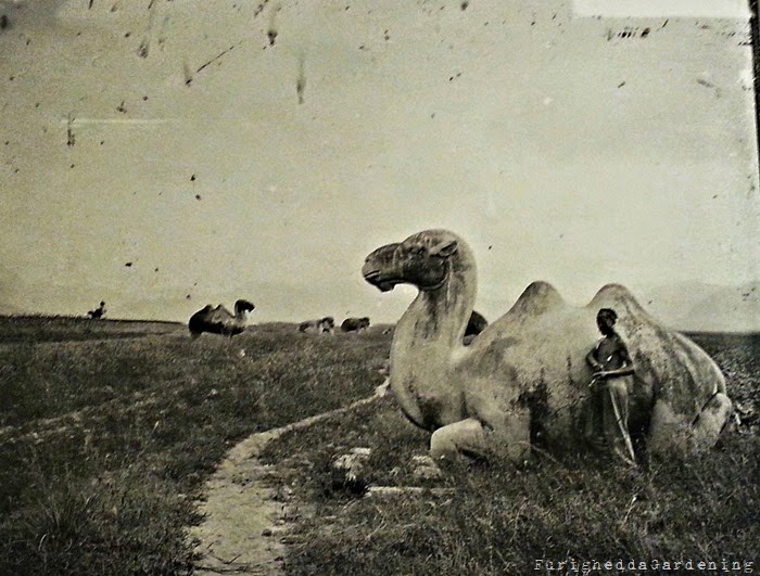 Cina Valle Cammelli tombe Ming John Thomson Cina Firenze