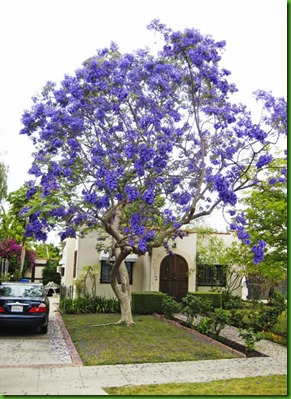 Jacaranda cuspidifolia (3)