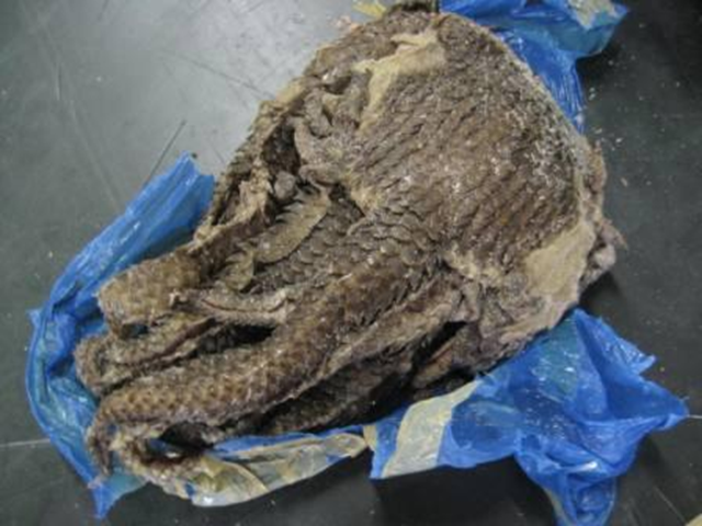 A shipment of pangolin skins from Guinea bound for Thailand and seized at the Belgian airport. Belgian authorities later found that the CITES document accompanying the hides was forged. Belgium Customs