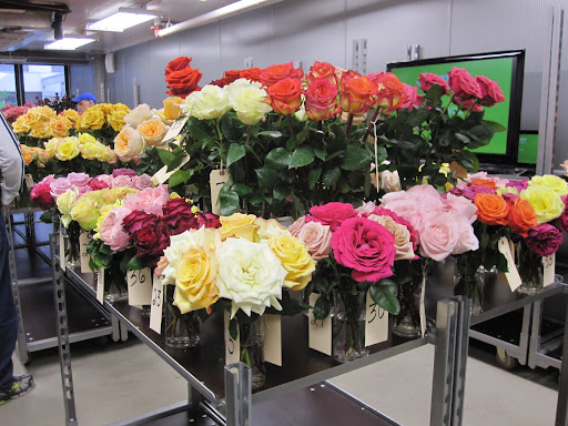 The reason why you can not buy these flowers yet is because they have not yet been produced in mass amount and the distributors are trying to decide if the flowers would be liked or disliked by rose-buyers.
