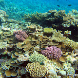 CoralGardensOfTonga CoralGardensOfTonga