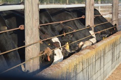 feed cows 004 feed cows 004