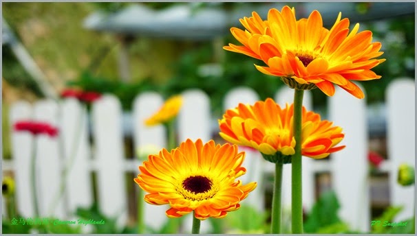 非洲菊花 非洲菊花