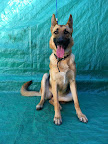 Duquesa. Hembra 1 año. Cariñosa, juguetona, activa. ADOPTADA