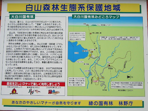大白川国有林について
