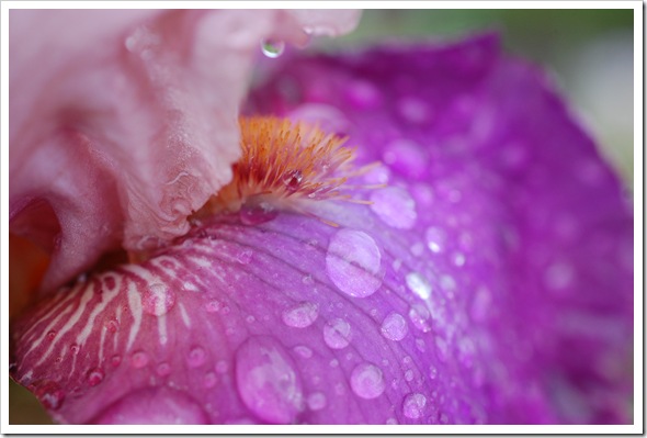 IRIS pink