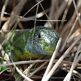 Slano Jezero