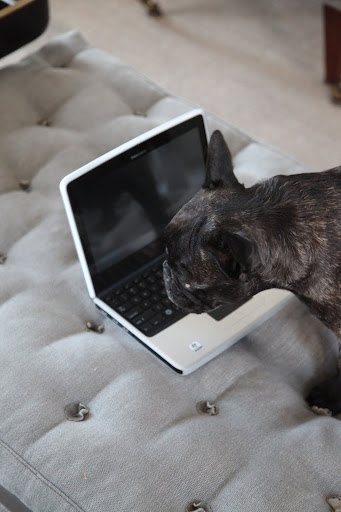 Wow! A really cute little Netbook - this is the perfect size for writing MY blog!