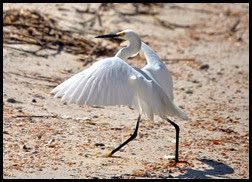01a5- Nature - Snowy Egret