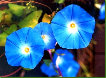 Ipomoea Heavenly Blue Ipomoea Heavenly Blue