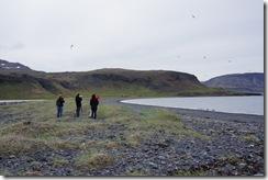 arctic terns