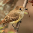 Galapagos Fly Catcher