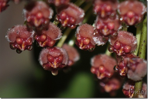 hoya memoria gracilis hoya memoria gracilis