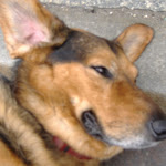 Polish dog