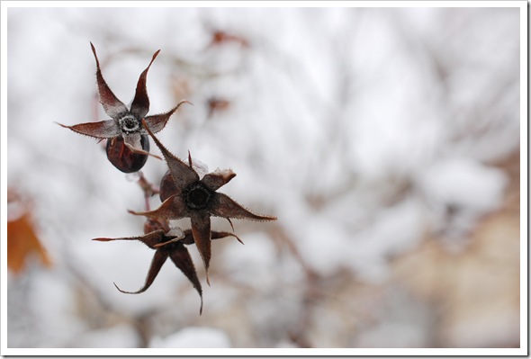 rosehip star
