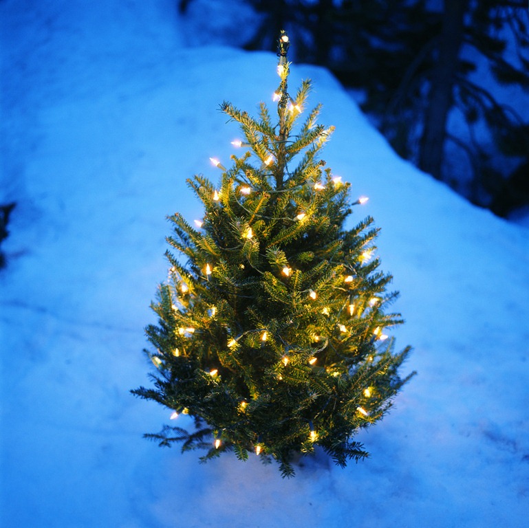 [christmas-tree-in-snow%255B4%255D.jpg]