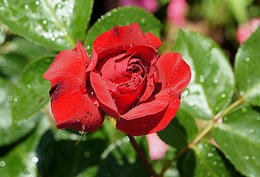 rosa vermelha 9 - Gloria Ishizaka