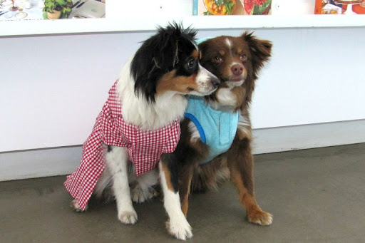 Meet Rafa and Bella, owned by Elizabeth Allerton, Integrated Sales Director. On Rafa - the Camp Camoflauge Hood and on Bella - the Camp Gingham Dress Meet Rafa and Bella, owned by Elizabeth Allerton, Integrated Sales Director. On Rafa - the Camp Camoflauge Hood and on Bella - the Camp Gingham Dress