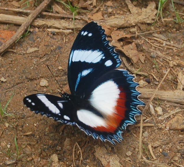 Hypolimnas dexithea (HEWITSON, 1863), endémique. Parc de Mantadia (Madagascar), 29 décembre 2013. Photo : T. Laugier