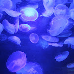 IMG_1466.JPG