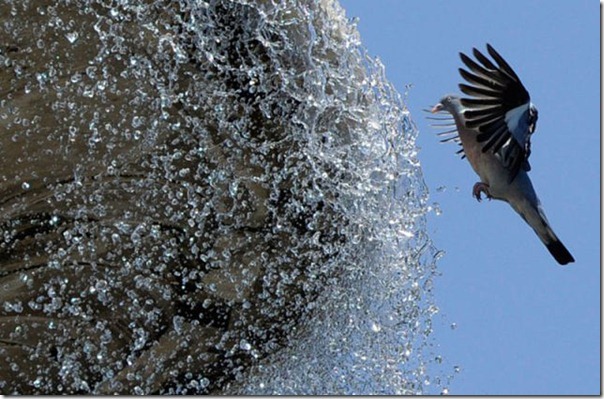 Belas imagens do verão (7)