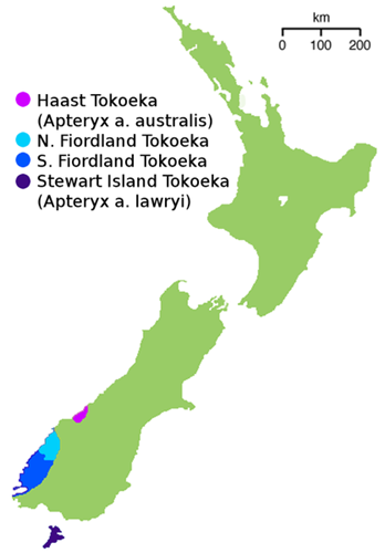 kiwi bruno areale