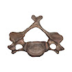 Vertebrae_C4_female.jpg