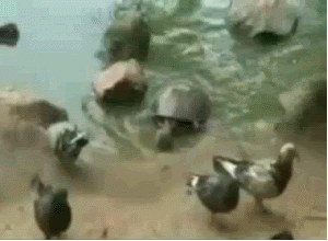 ohgod turtle