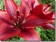 portmore red lilies